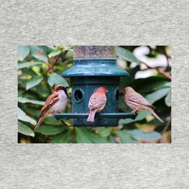 Three Bird Friends by Cynthia48